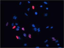 Click-iT™ Plus EdU Cell Proliferation Kit for Imaging, Alexa Fluor